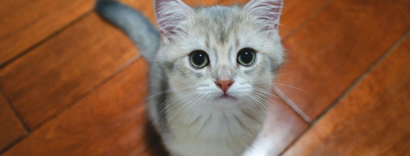 alt sol p.ingenieril